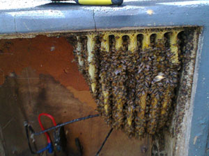 bees in electricity box