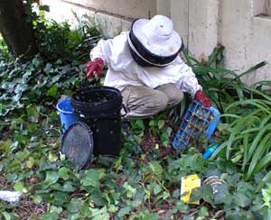 removing bees near a school