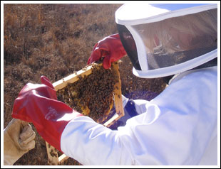 bee remover in a beesuit holding a frame with honeycomb