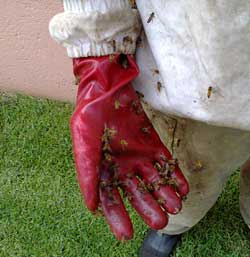 honeybees on a bee remover's glove