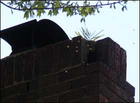 bees entering a hole in chimney