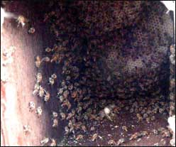 an empty birdhouse makes a lovely hive
