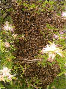 swarm of bees in a bush