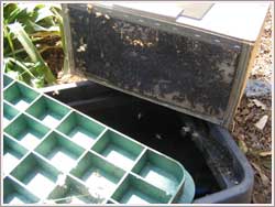 bees have been moved into a transport hive