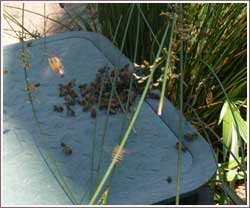 bees in ater meter